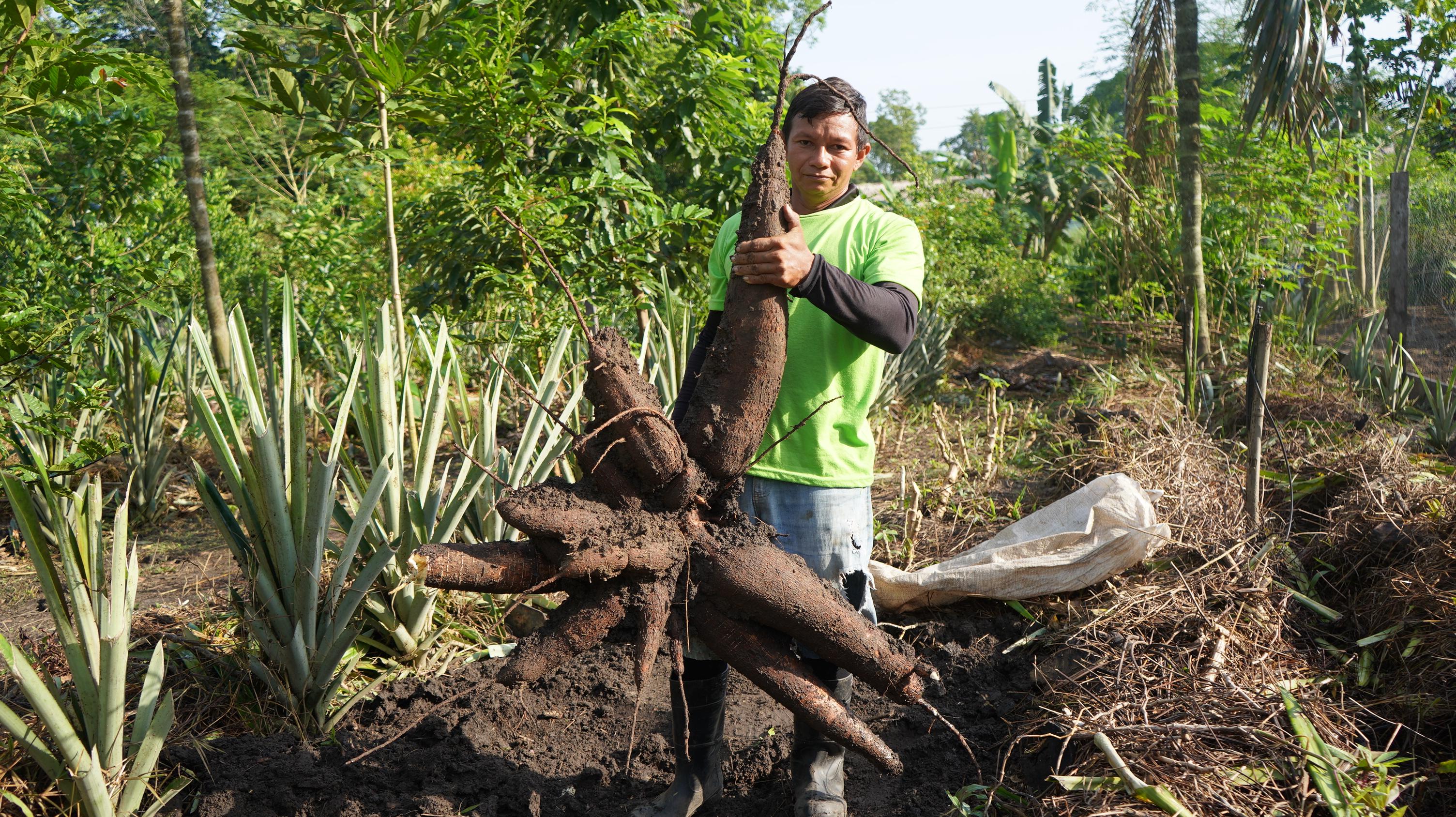 Yucca plants thriving at Patú Anu
